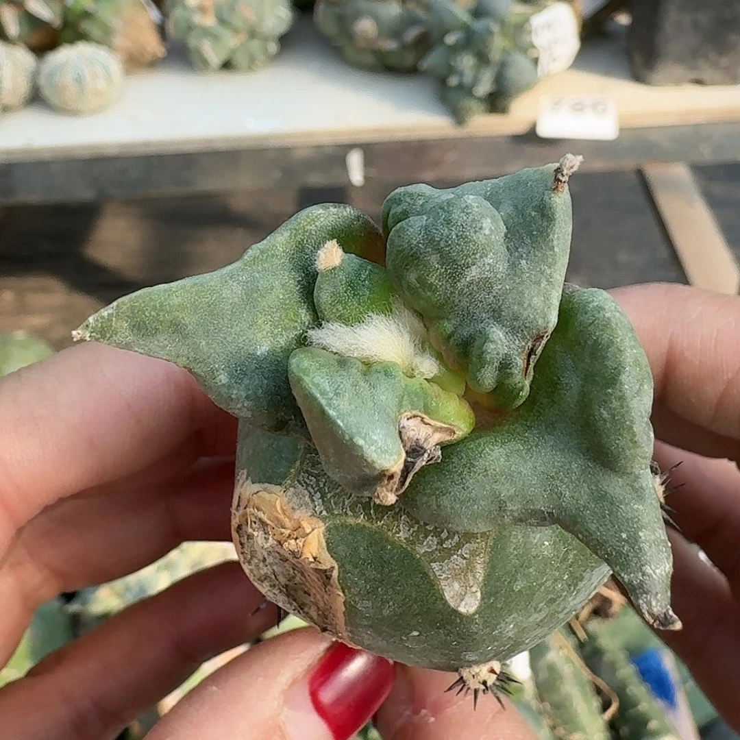 全部花朵纯种怒涛142