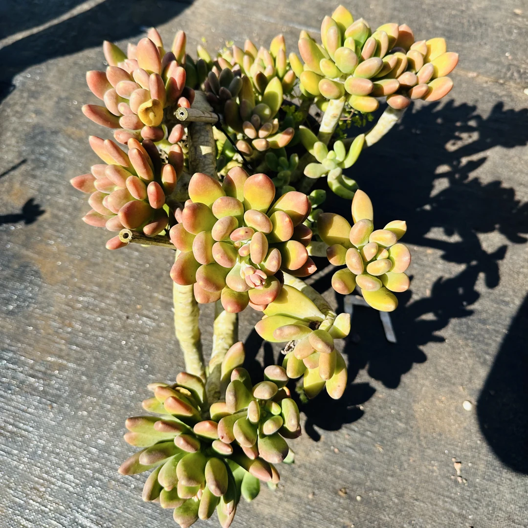 超大号老桩造型芒果奶