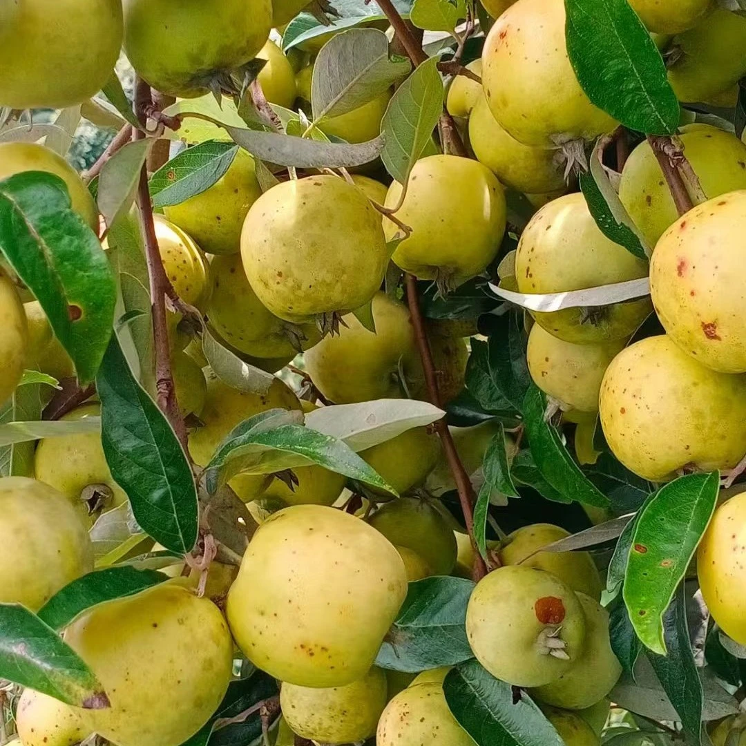 云南糯扎渡金糯一号酸多依不涩不苦不卡脖子云南渣子果嫁接哆依果