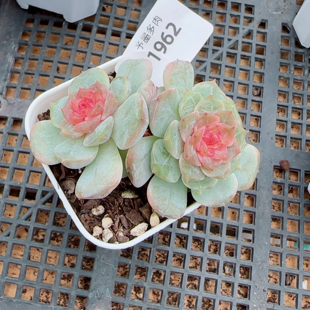 新品，1962多肉植物