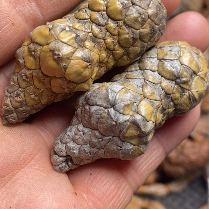 桃核吊坠东北特产90