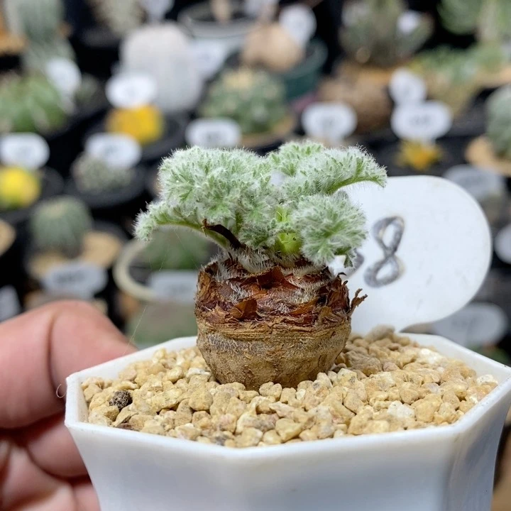 238号实生羽叶洋葵2.5cm