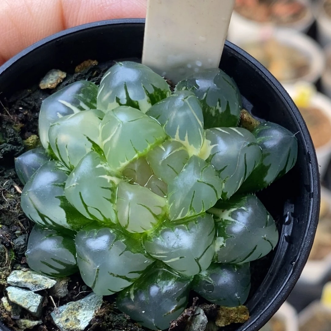 130号水中月玉露锦
