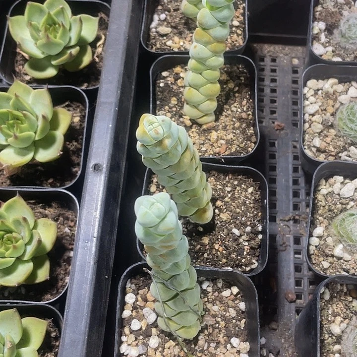 幼稚儿带盆土发货