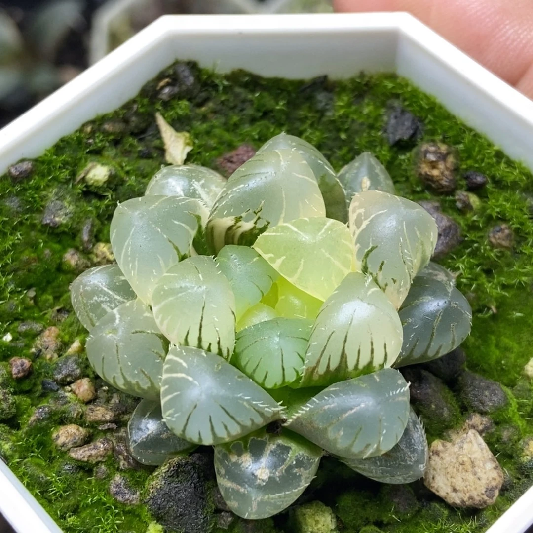 实生玉露锦一物一拍