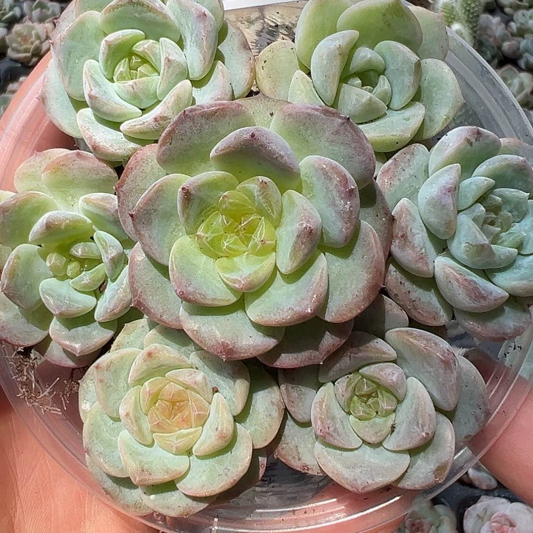 02 满19.9包邮非偏远地区
