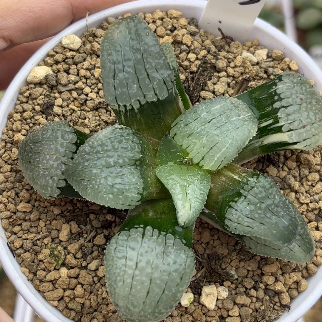 83天空之镜锦（叶片有伤介意勿拍）福利专场