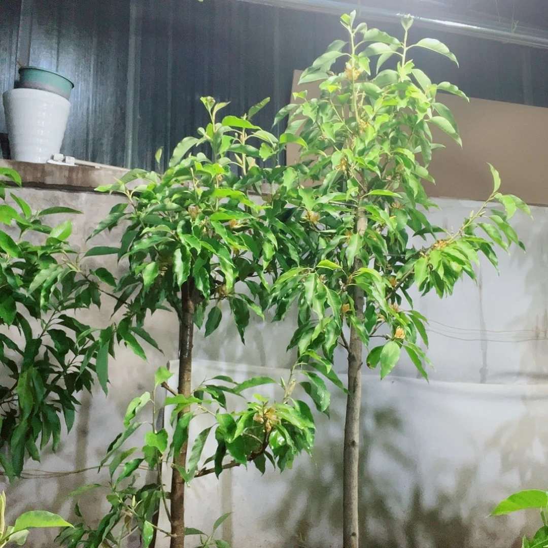 大部分花苞少量开放黄兰111111