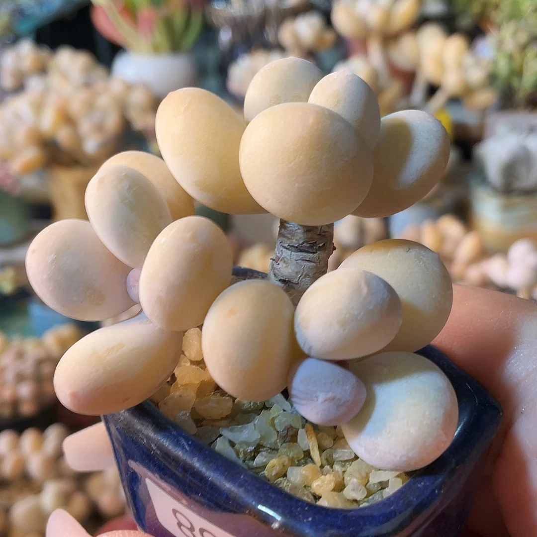 臣***多肉植物的生长发育