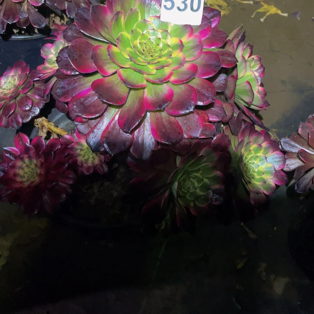 多肉法师530号烟花发货不包损