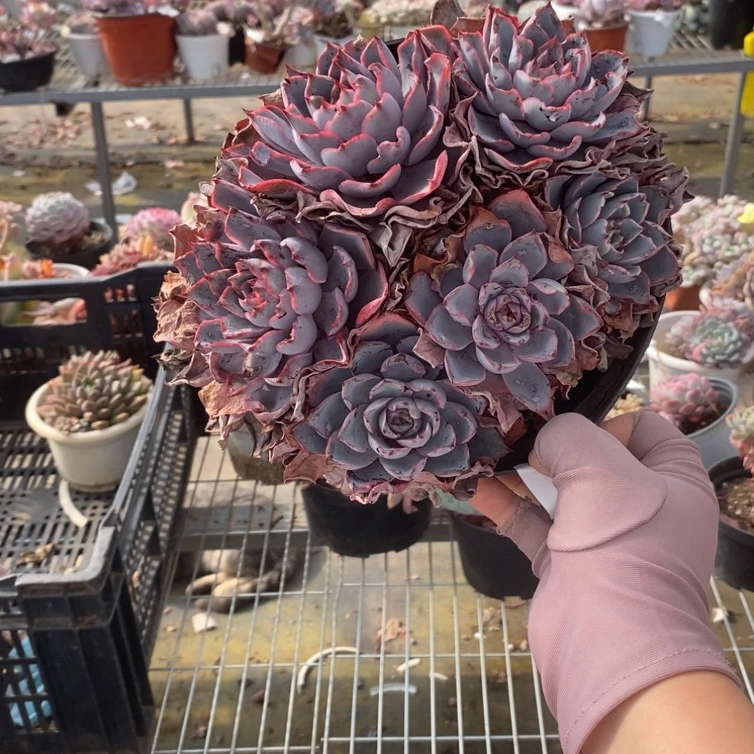 4985赫拉老桩一物一拍