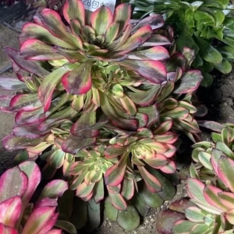 烟花多肉多肉8951