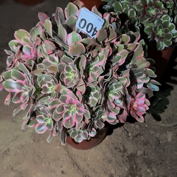 400糖果菊多肉植物不售后
