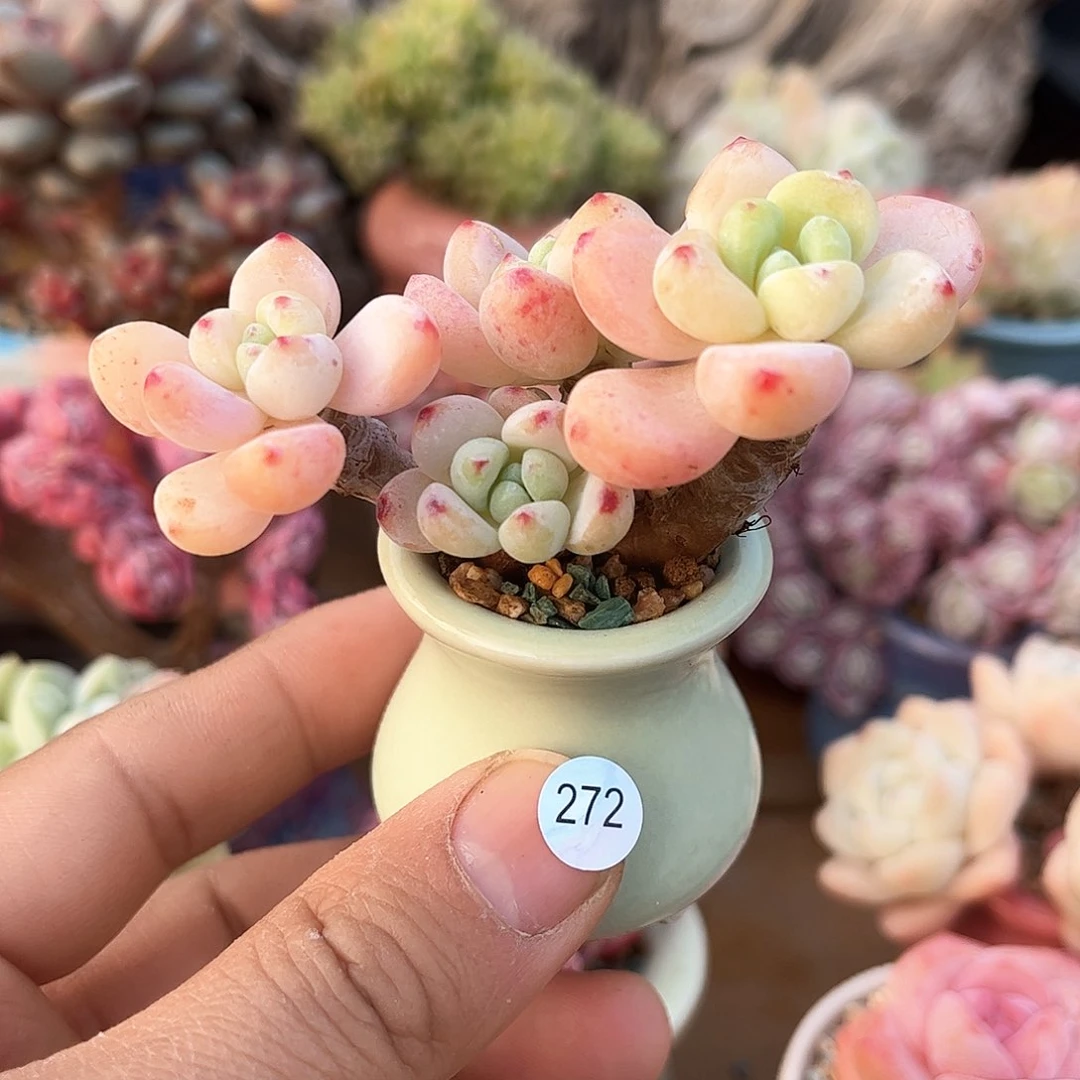 劳尔272 含盆含土发货 30包邮偏远除外