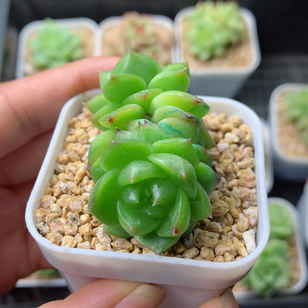 58包邮  群生不包整 10