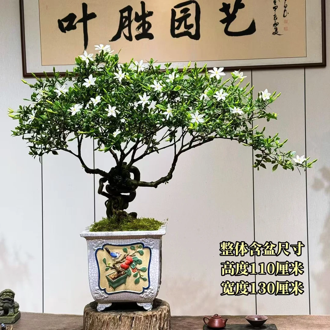 【叶胜园艺】精品四季榄叶栀子花盆景