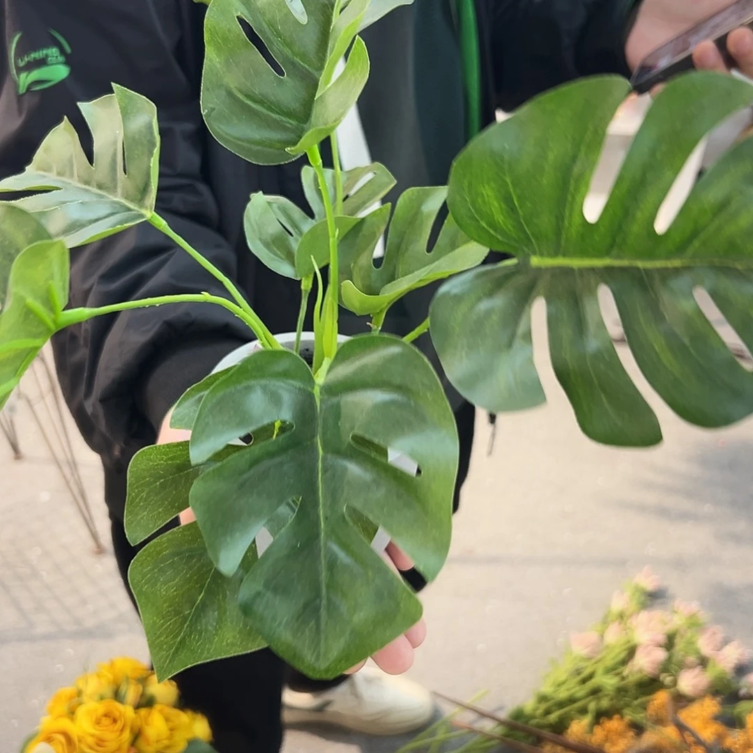 抖音直播福利盆栽