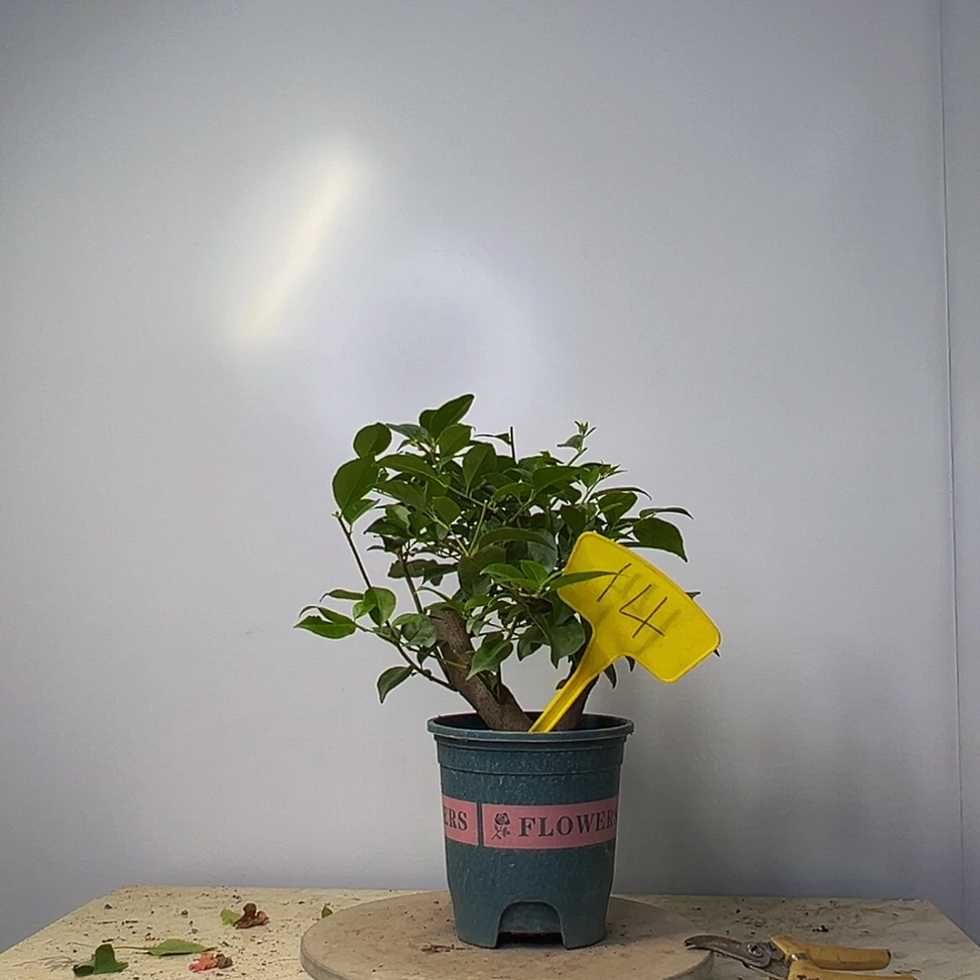 当前无花栽培后可以开花 造型杆 巴西紫 14