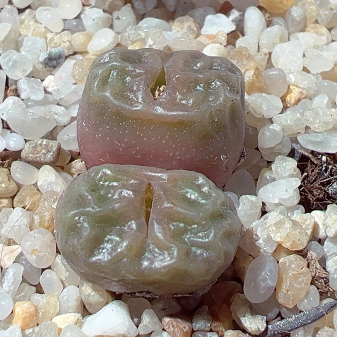 1228-131多肉多日红唇烧麦