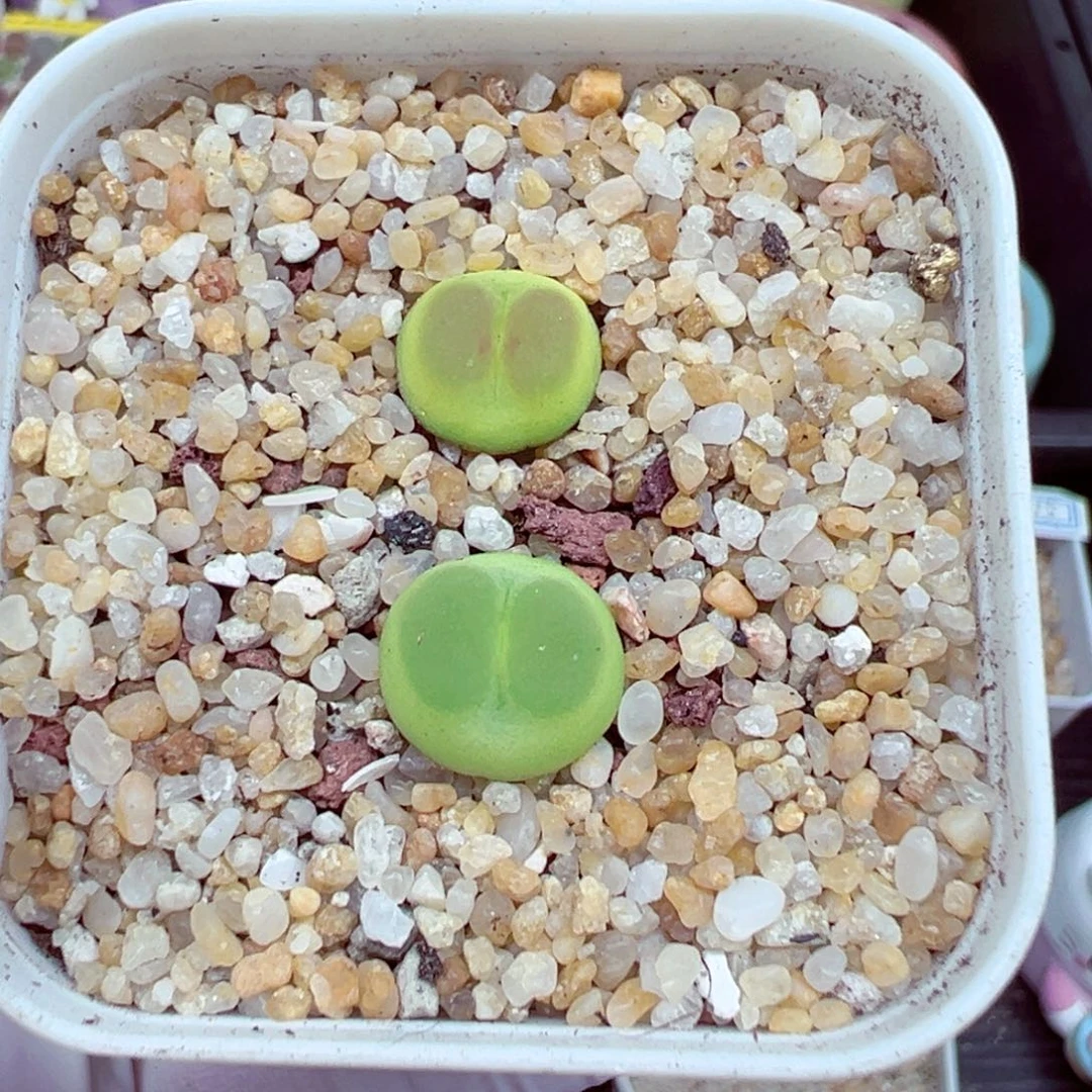 完全开放优秀的肉肉613-38