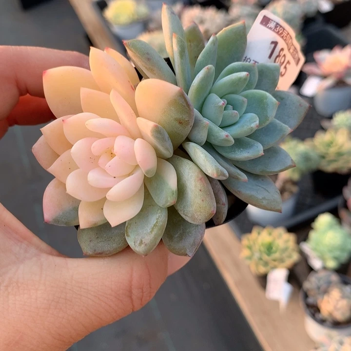 无花朵梦露锦1895