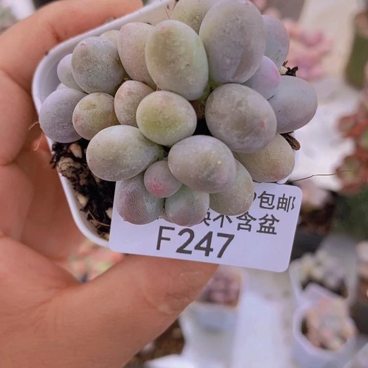 糖豆奶6cm247多肉植物