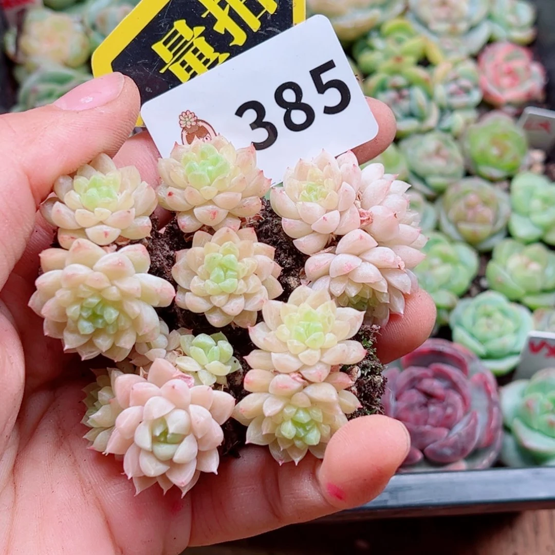 当前无花朵，栽培后可花朵