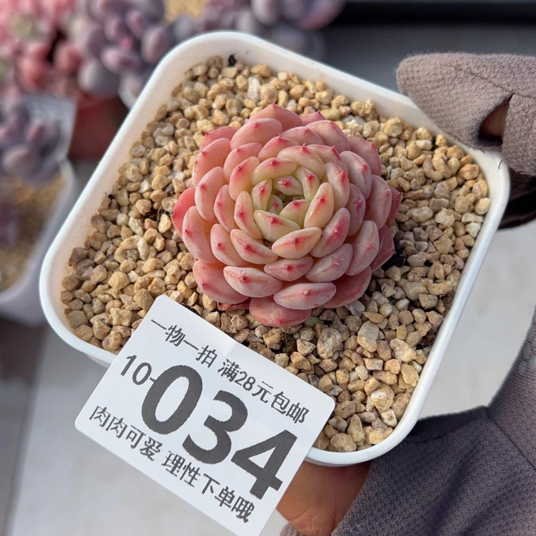 白胖子多多肉多肉