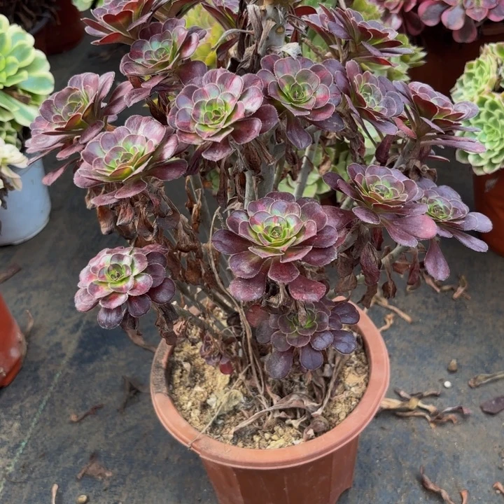 瑞妈多肉园艺207晚霞