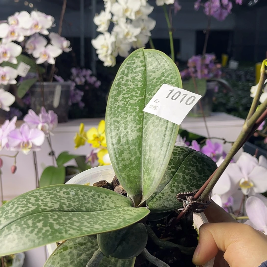 少量花朵（建议范围：2朵-5朵 或40%以下）编号1010史塔基sogo