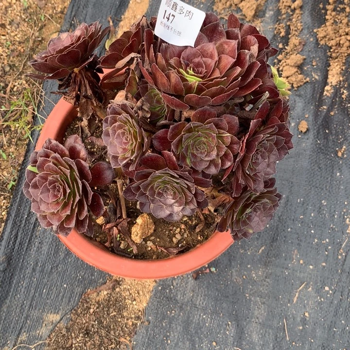 147黑美人多肉植物特价