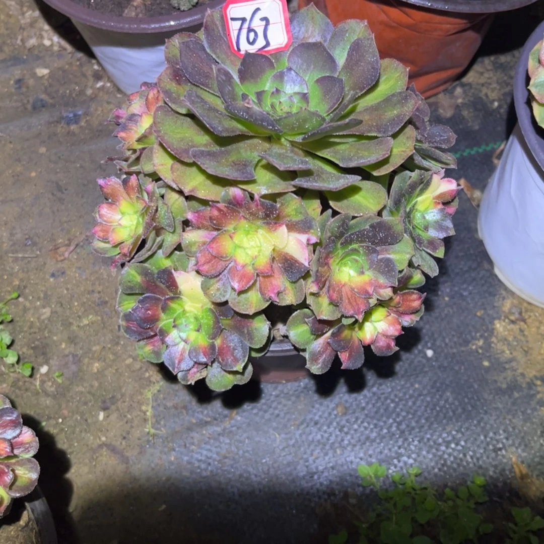 763多肉植物龙鳞法师