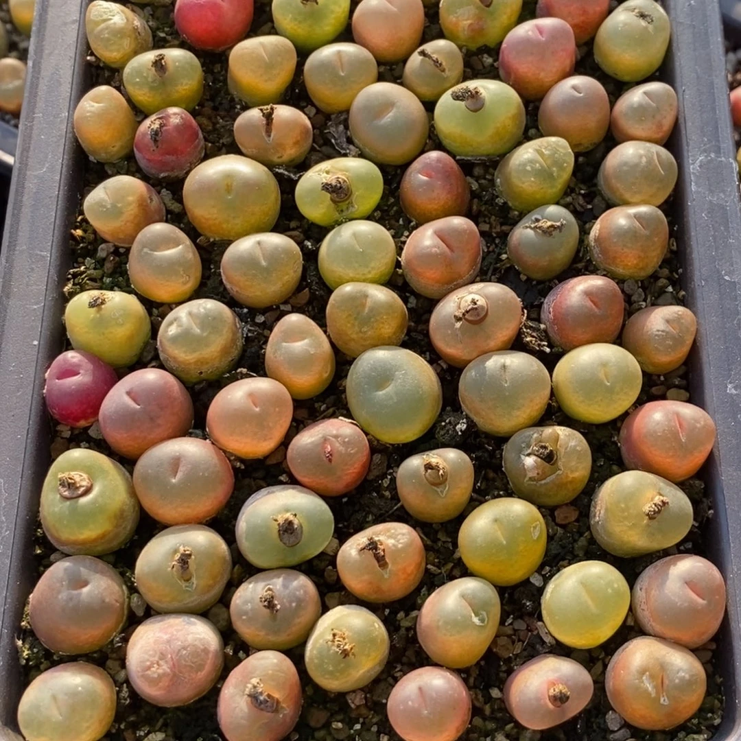 0675毛汉尼一筐 带盆发