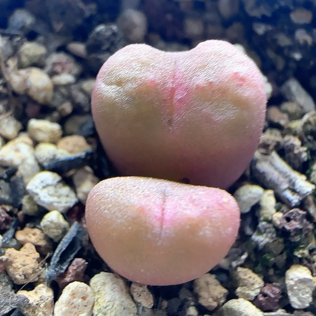 开播福利来啦40938