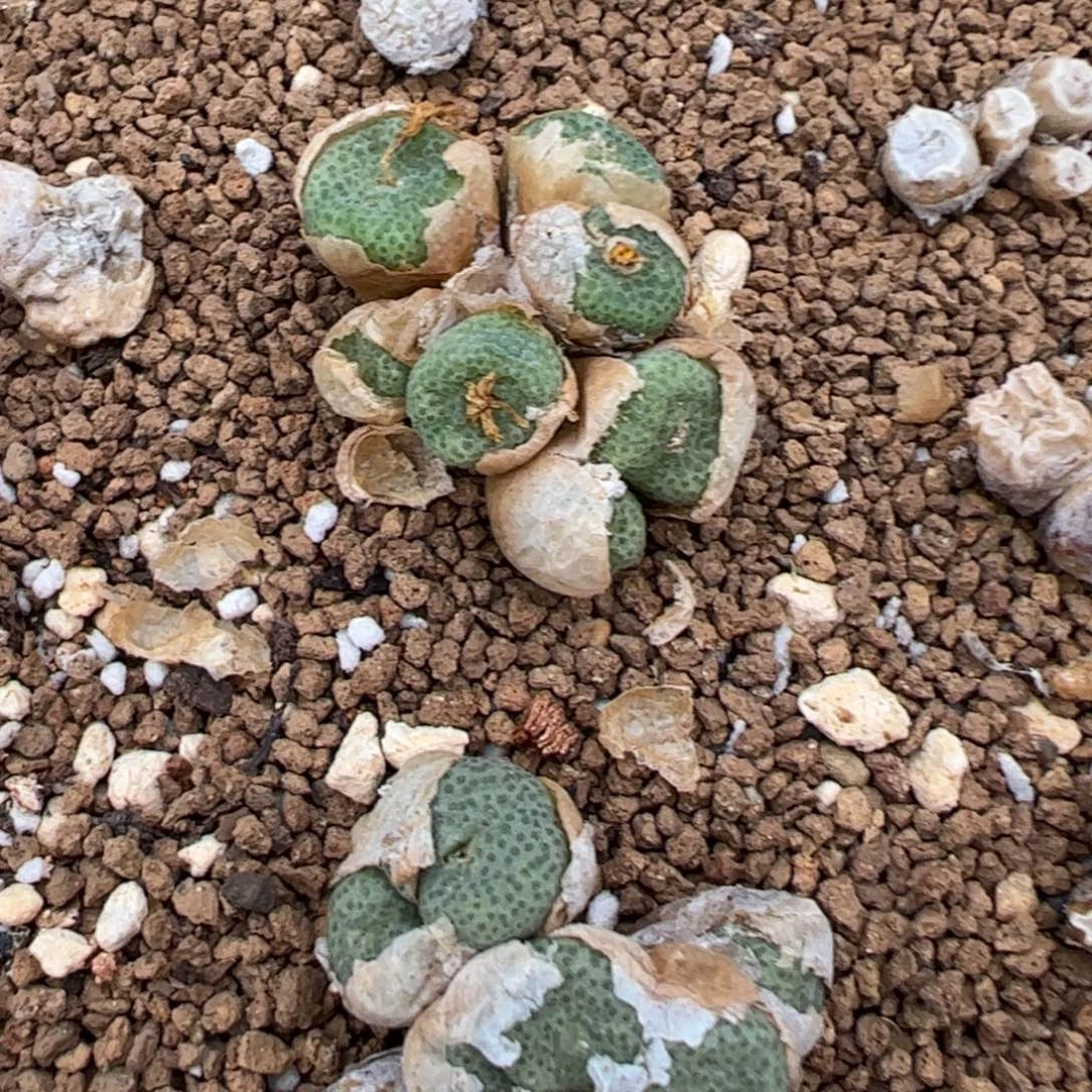 197好看的多肉冲冲冲