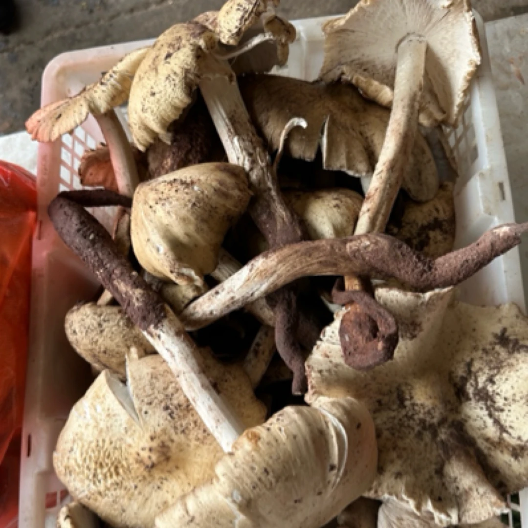 新鲜下山开伞鸡枞可炸油烧汤煲汤