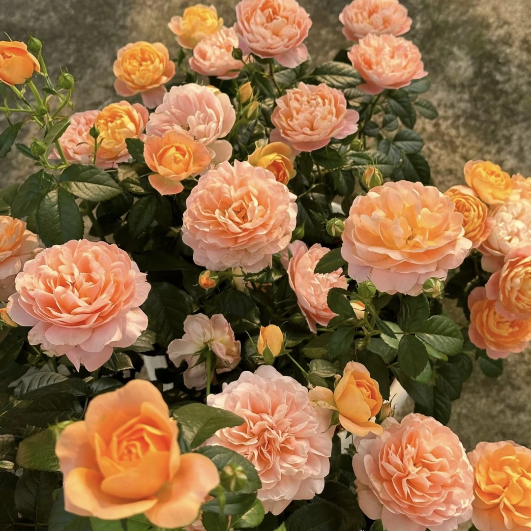 【果汁阳台】丛生月季花盆栽花卉庭院耐晒耐寒花园植物