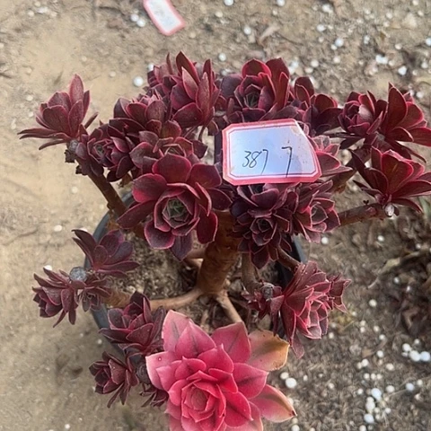 多肉植物女妖387