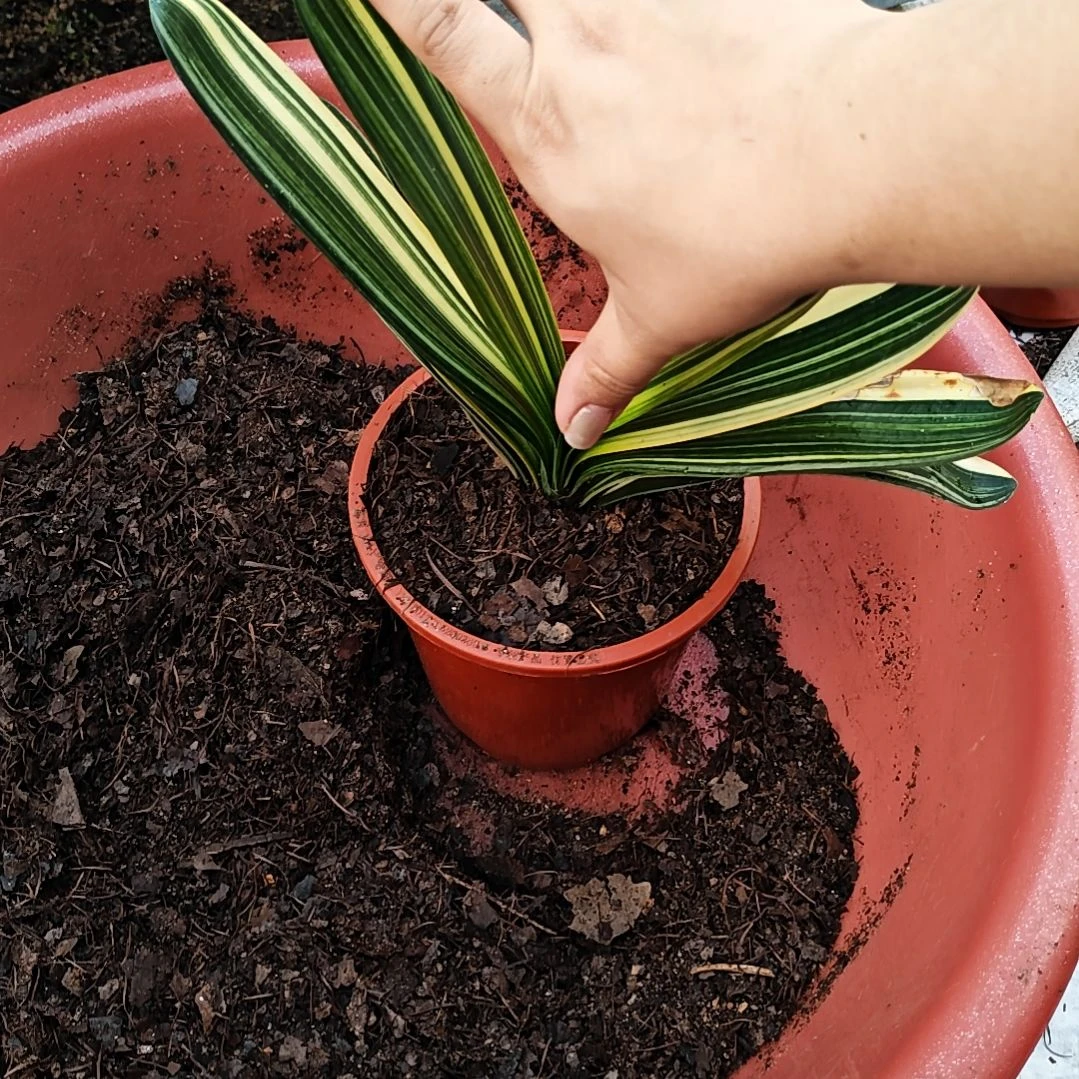 完全开放君子兰精品三年