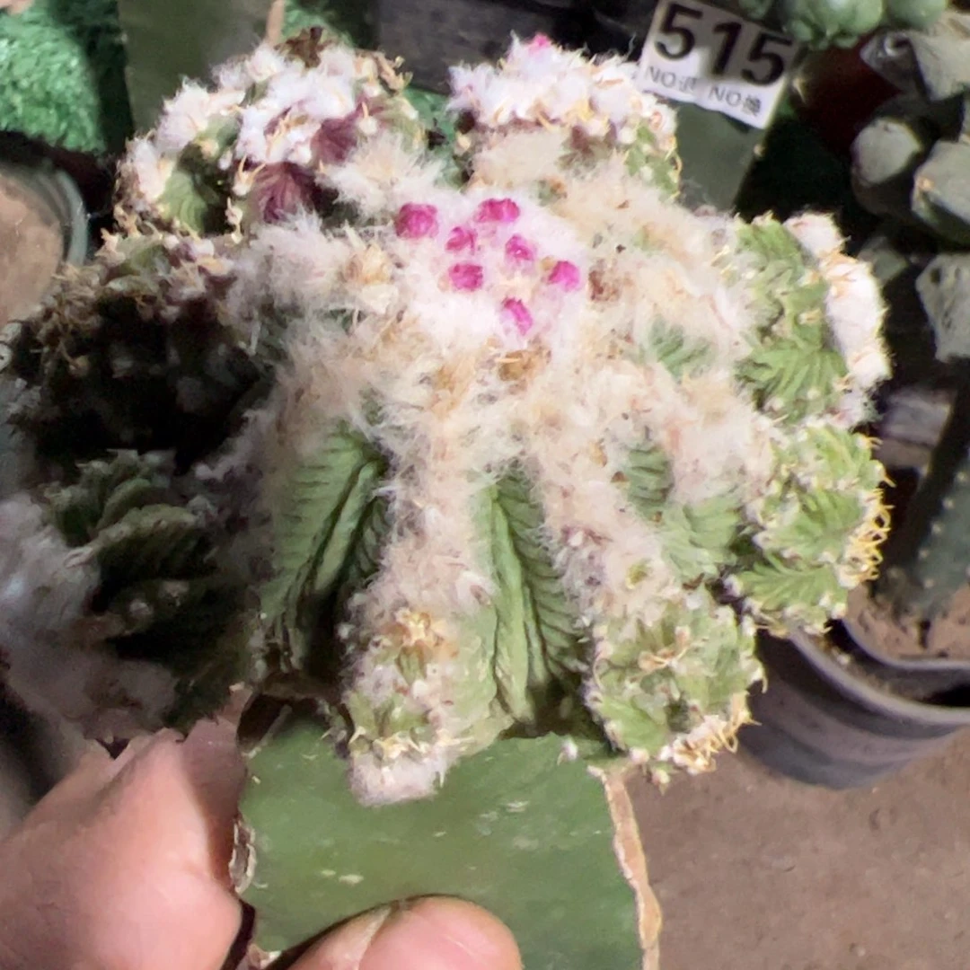 老花笼群仙人球871