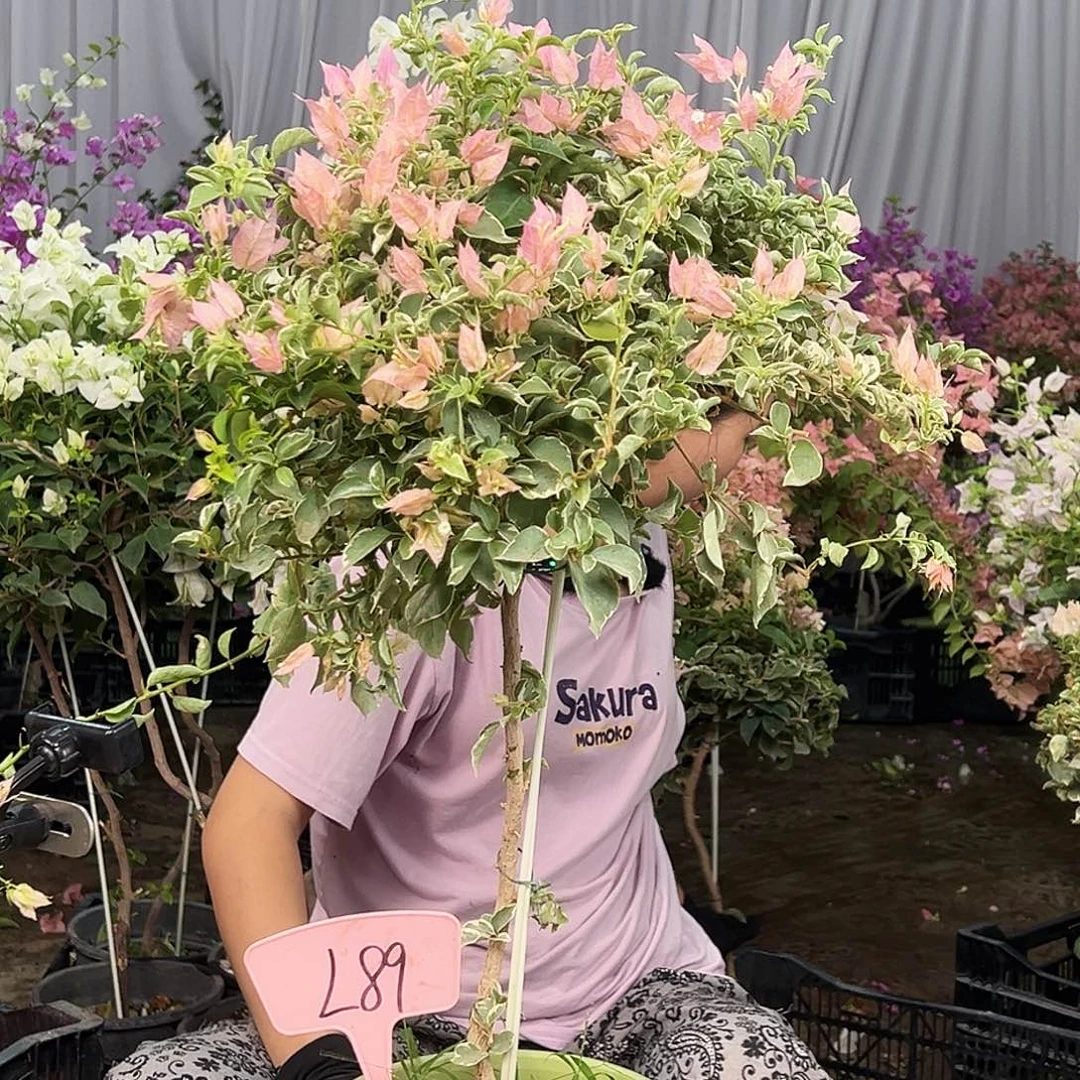 樱***娆大部分花苞少量开放L89少女心