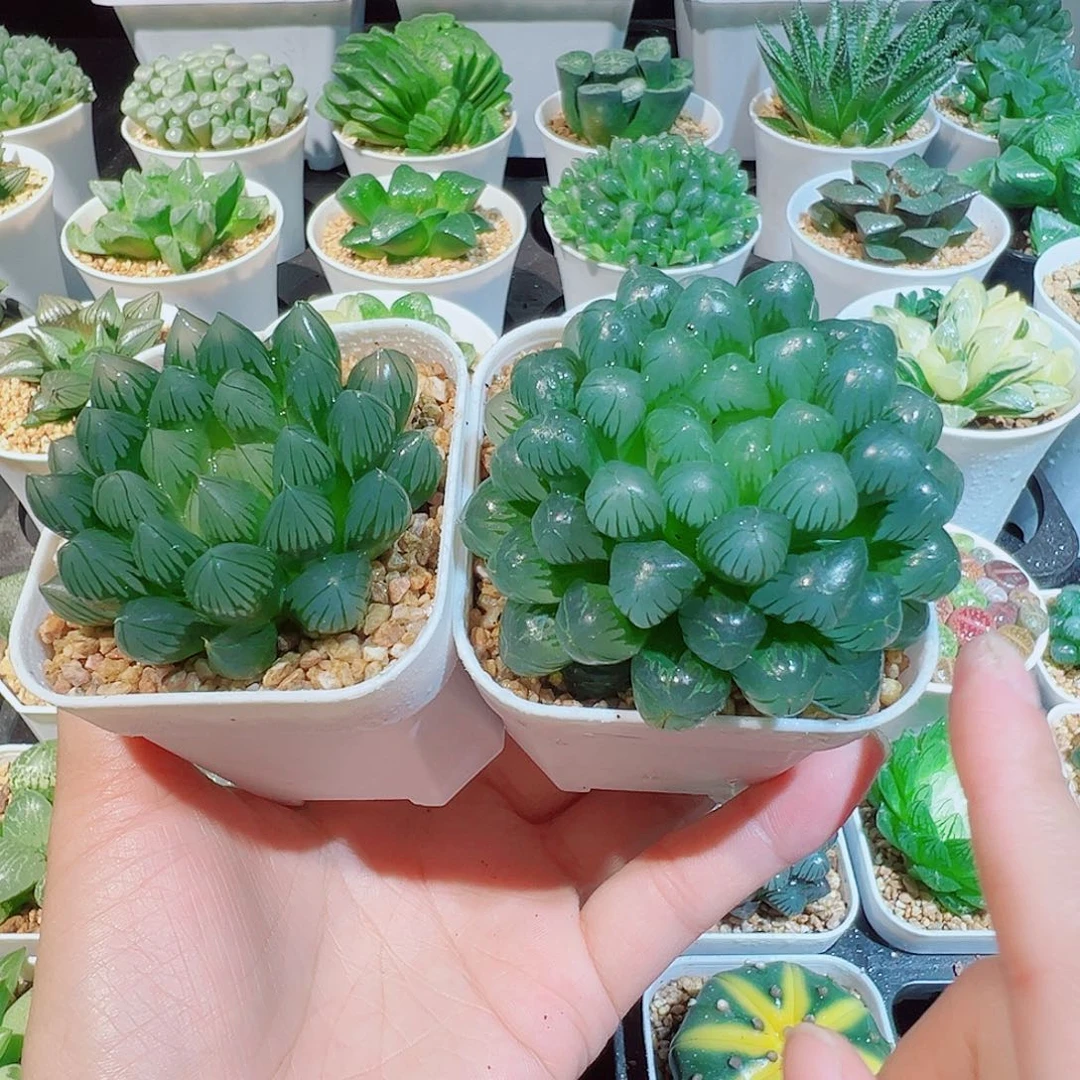 组合、黑姬玉露、姬玉露