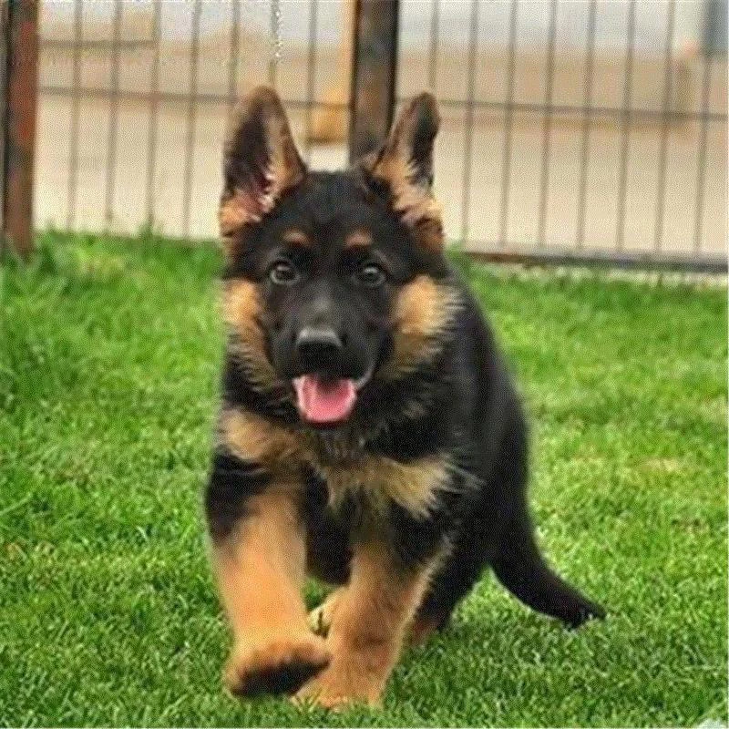 大型犬德牧幼犬正宗黑背警犬看家放羊宠物犬
