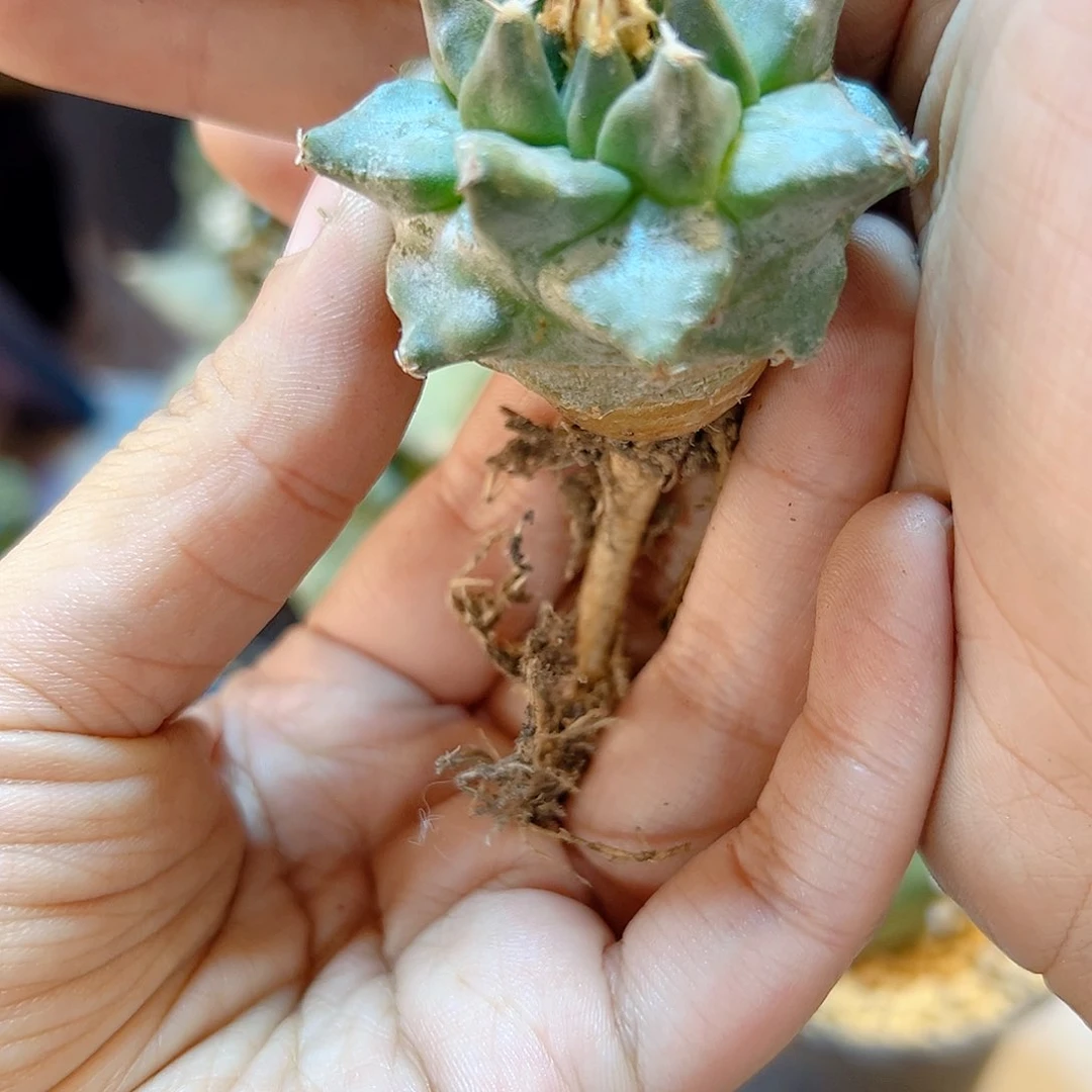 实生出白霜赤花娇丽4.5公分