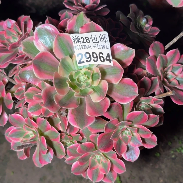 29964女妖多肉植物