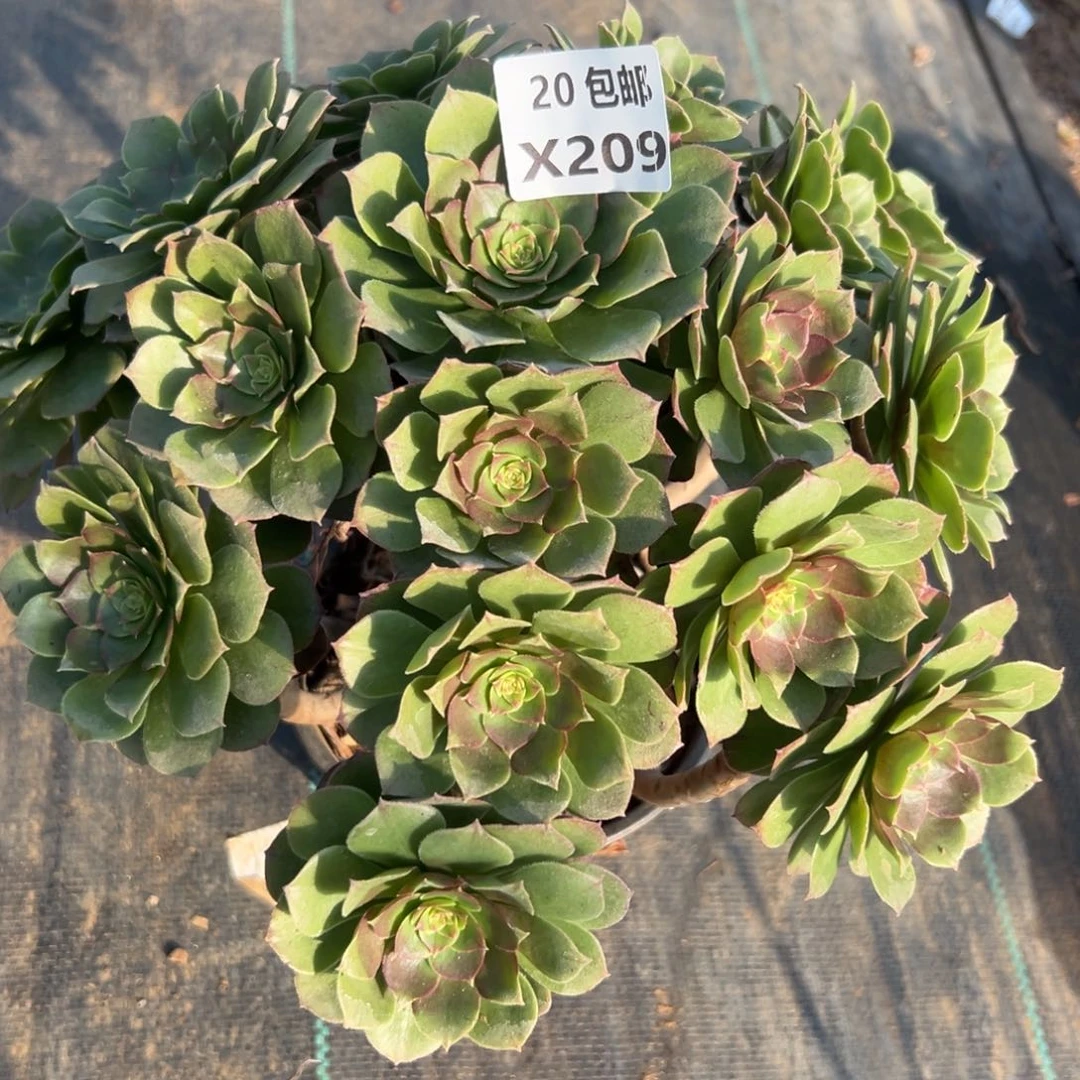 209沙拉碗，满20包邮嘟叮熊