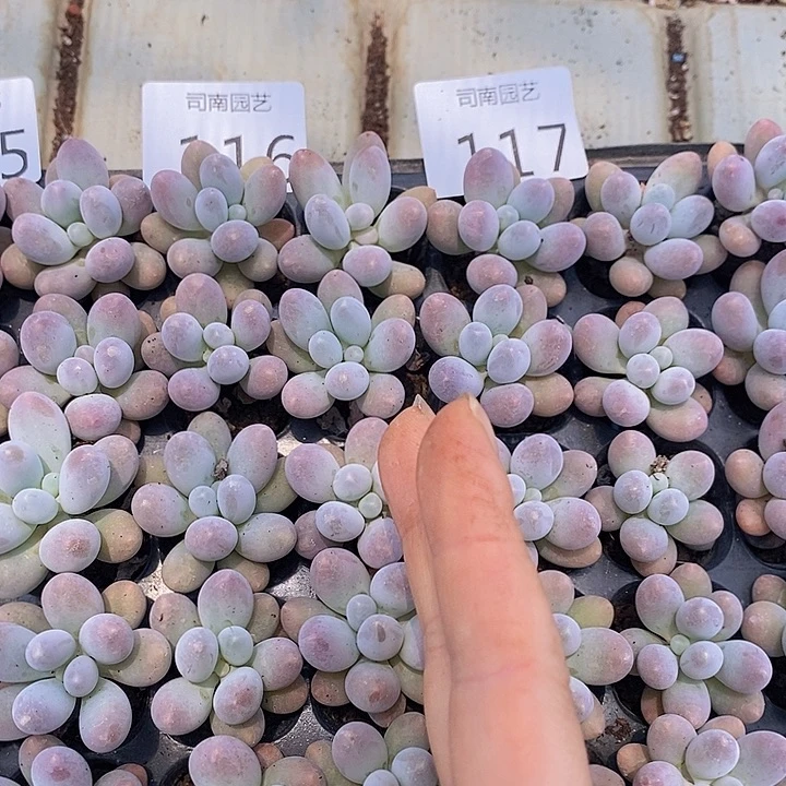 116-117 多肉植物盆栽花卉植物