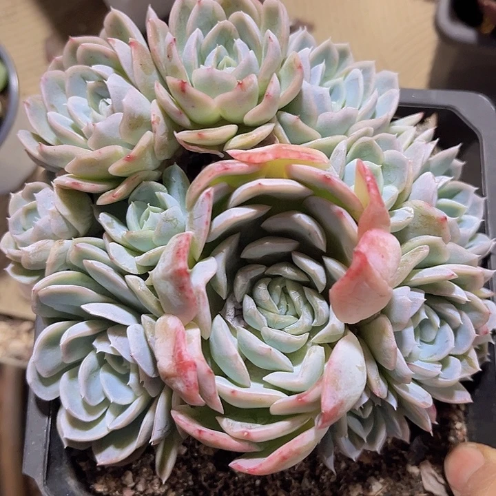 雪球06132多肉植物