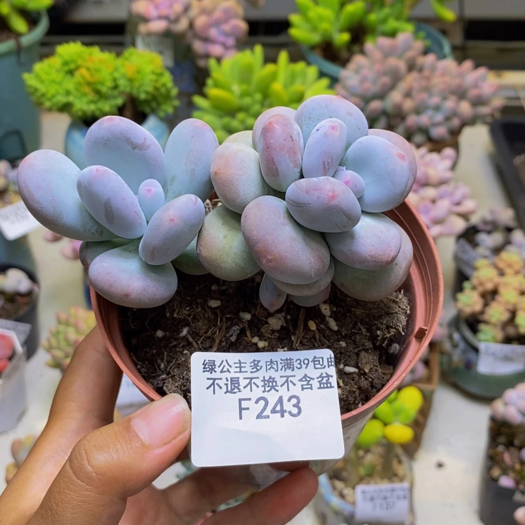 243大叶奶多肉9cm