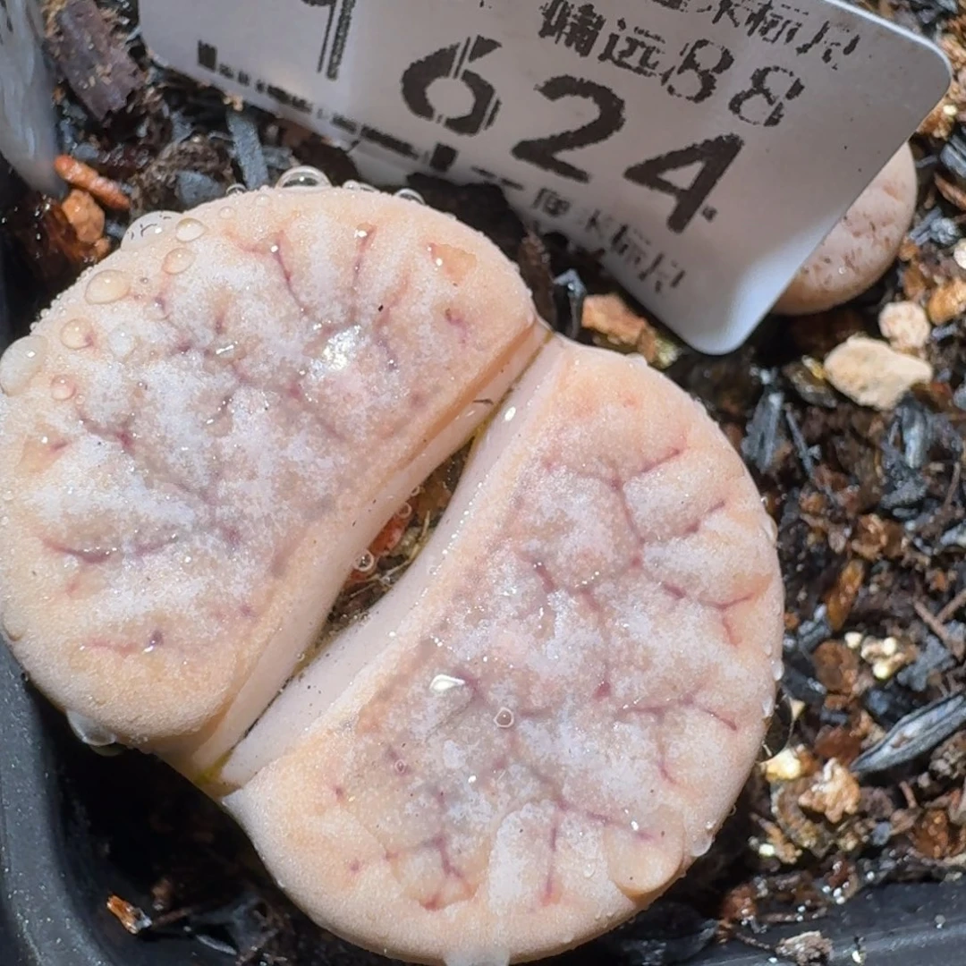 ZZZ精品清货价1624